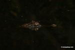 Dwarf caiman (Palpebrosus trigonatus) in rainforest pond