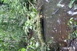 Rainforest pond biotope
