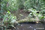 Rainforest pond biotope [tambopata-Tambopata_1028_4515]