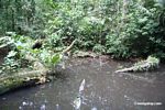 Rainforest pond biotope [tambopata-Tambopata_1028_4516]