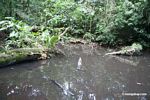 Rainforest pond biotope [tambopata-Tambopata_1028_4518]