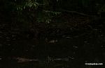 Dwarf caiman (Palpebrosus trigonatus) in rainforest pond