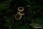 Brown and white mushroomson rainforest floor