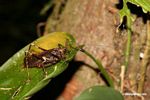 Big ugly brown katydid