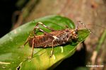 Big ugly brown katydid [tambopata-Tambopata_1028_4544]