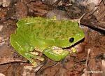 Monkey frog (Phyllomedusa bicolor) on forest floor