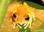 Hyla tree frog close up