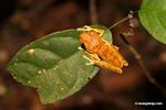Hyla tree frog