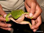 Monkey frog (Phyllomedusa bicolor) being handled by researcher [tambopata-Tambopata_1028_4606a]