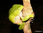 Monkey frog (Phyllomedusa bicolor) sleeping