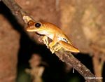 Hyla tree frog in Peru