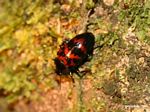 Small red and black Pleasing Fungus Beetle (family Erotylidae)