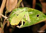 Cat-eyed frog (Phyllomedusea vaillanti)