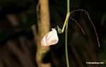 Small butterfly at night