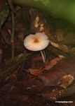 Ribbed mushroom