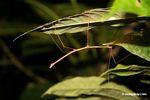 Walking stick insect under a leaf