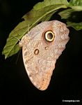 Owl butterfly (Caligo idomeneus)