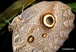 Owl butterfly (Caligo idomeneus) [tambopata-Tambopata_1028_4670]