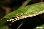 Greenish-yellow walking stick insect
