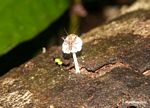 Katydid eating a mushroom