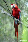 Scarlet macaw (Ara macao) [tambopata-Tambopata_1029_4693]