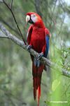 Scarlet macaw (Ara macao) [tambopata-Tambopata_1029_4695]