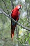 Scarlet macaw (Ara macao) [tambopata-Tambopata_1029_4697]