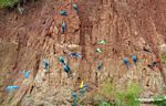 Blue-and-yellow macaws; Scarlet macaws; and parrots on clay lick