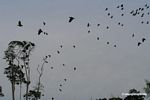 Flock of parrots in flight
