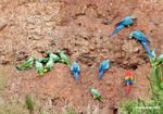 Blue-and-yellow macaws; Scarlet macaws; and parrots on clay lick