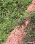 Orange cheeck parrots (Pionopsitta barrabandi) or Pionites leucogaster feeding on clay; very small