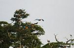 Three Blue-and-yellow macaws (Ara ararauna) flying