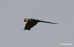 Blue-and-yellow macaw (Ara ararauna) in flight