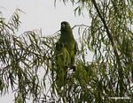 Parrot perched in tree top