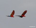 Pair of scarlet macaws(Ara macao) in flight