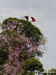 Scarlet macaws flying in front of purple flowers