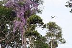 Blue-and-yellow macaw flying in front of purple flowers [tambopata-Tambopata_1029_4776]
