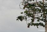 Mealy parrots (Amazona farinosa) in flight