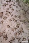 Capybara tracks