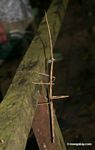Giant stick insect