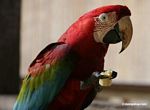 Green-and-red macaw feeding on a banana