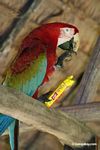 Green-and-red macaw feeding on crackers after stealing them from a room