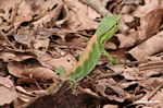Bright green Polychrus liogaster lizard in the Peruvian Amazon