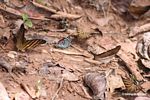 Diaethria clymena butterfly with Marpesia butterflies