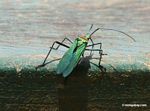 Green, teal, blue, pruple, red, and black insect in Peru