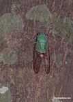 Green cicada in Peru