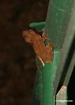 Treefrog on canopy tower structure [tambopata-Tambopata_1030_4983]