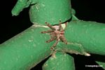 Spider emerging from canopy tower structure