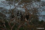 Oropendola (weaverbird) nests in canopy tree
