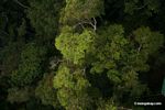 Rainforest canopy trees